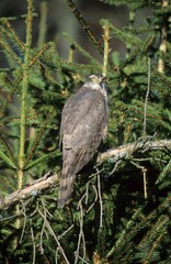 Eurasian Sparrowhawk (Accipiter nisus), Allgaeu, Germany, Europe