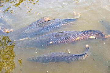 Thailand, Pattaya, Nong Nooch Tropical Park. Arapaima fish feeding