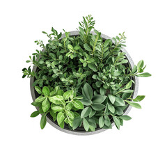Lush Greenery in Decorative Pot Arrangement