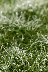 Frozen grass. Icy grass. Frost on the grass.