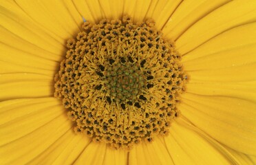 Sunflower, blossom detail (Helianthus spec.)