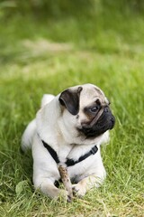 Pug dog, lying, meadow, paw, wood