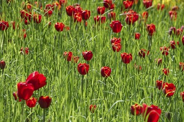 Naklejka premium Blooming red Tulips (Tulipa), Germany, Europe