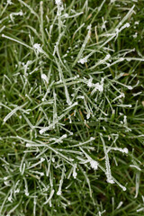 Frozen grass. Icy grass. Frost on the grass.
