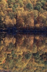 Obraz premium Autumn forest mirrored in lake, Vermont, USA, North America