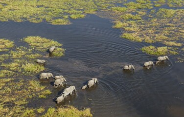 African Elephants (Loxodonta africana), breeding herd crossing a stream, aerial view, Okavango...