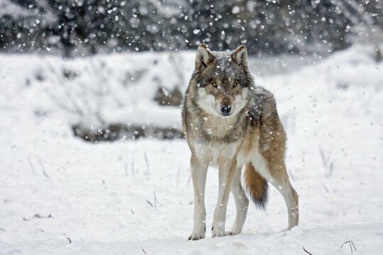 Wolf (Canis lupus) in the falling snow, captive, Germany, Europe