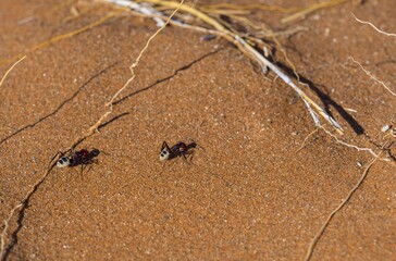 Namib dunes ant (Camponotus detritus) in the sand dunes, Namib Desert, Hardap Region, Namibia, Africa