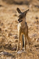 Black-backed jackal (Canis mesomelas), Samburu National Reserve, Kenya, Africa