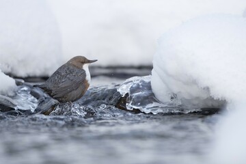 White-throated Dipper (Cinclus cinclus) stands in a frozen mountain stream in winter, Stubai Valley, Tyrol, Austria, Europe © Christof Steirer/imageBROKER
