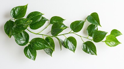 Fototapeta premium Fresh Green Leaves of Pothos Plant on White Surface Background