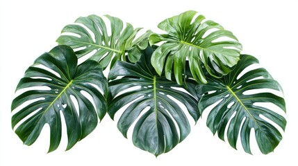 Fresh Monstera Leaves on White Background for Botanical Decor