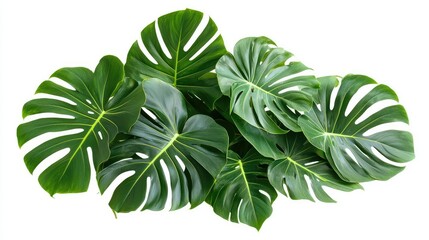 Lush Green Monstera Leaves Isolated on White Background for Decor