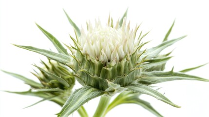 A high-quality photo of a flower taken from a unique angle, perfect for use in designs or as a decorative image