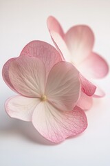 Two pink flowers on a white surface