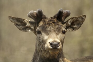 Red Deer (Cervus elaphus), Lueerwald, North Rhine-Westphalia, Germany, Europe