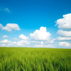 Obraz premium green field and blue sky