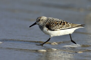 Sanderling (Calidris alba), Texel, West Frisian Islands, Province of North Holland, The...