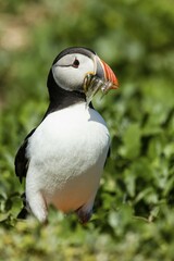 Puffin (Fratercula arctica), Farne Islands, Northumberland, England, United Kingdom, Europe