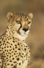 Cheetah (Acinonyx jubatus), male, animal portrait, captive, Namibia, Africa