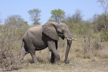 Fototapeta premium African bush elephant (Loxodonta africana) in the bush, adult, Kruger National Park, South Africa, Africa