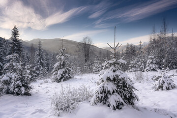 Morning after snowfall in the Carpathian Mountains