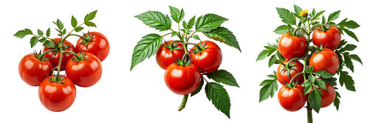 Three Tomato Plants Displaying Ripe Tomatoes on Green Stems