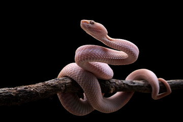 Trimeresurus purpureomaculatus on branch, Mangrove pit viper with defensive position on branch