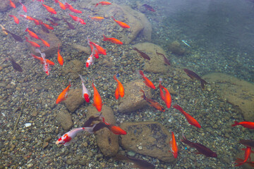 Colorful fish in a large ornamental pond