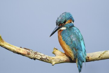 Common kingfisher (Alcedo atthis) on perch, Spree near Cottbus, State of Brandenburg, Germany, Europe