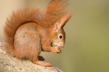 Red Squirrel (Sciurus vulgaris) with a hazelnut, Hesse, Germany, Europe