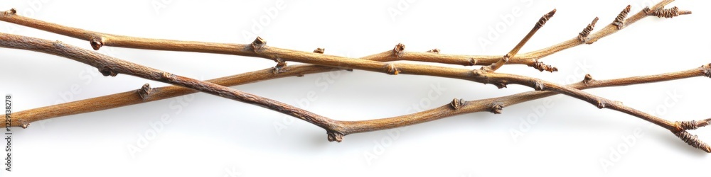 Poster a detailed view of a tree branch with intricate details