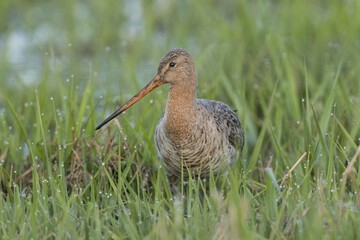 Black-tailed godwit (Limosa limosa) standing in grass with dew drops, Dümmer Lake, Diepholz district, Lower Saxony, Germany, Europe