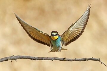 European bee-eater (Merops apiaster) flying, landing on a twig, Rhineland-Palatinate, Germany,...
