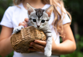 Close-up of little gray kitten in a basket in child hands outdoors