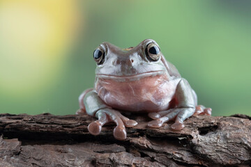 Dumpy frog 