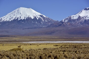 Snow-covered volcanoes Pomerape and Parinacota, vicuñas or vicugnas (Vicugna vicugna), Sajama...