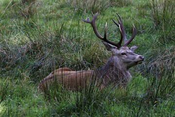 Red deer (Cervus elaphus) at rutting season rests in meadow, Schleswig-Holstein, Germany, Europe
