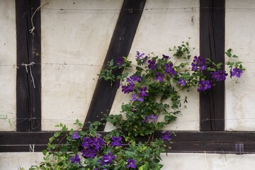 Clematis on a half-half-timbered house, Esslingen, Baden-Württemberg, Germany, Europe