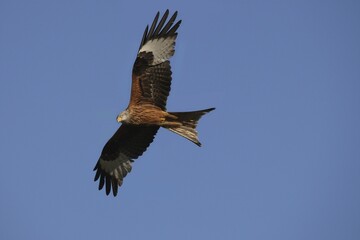 Red Kite (Milvus milvus) in flight, Allgäu, Bavaria, Germany, Europe