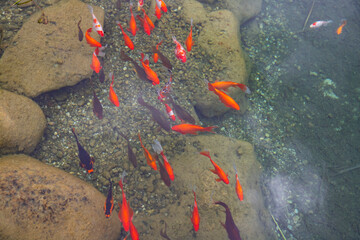 Colorful fish in a large ornamental pond