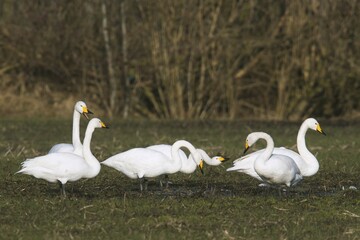 Whooper swans (Cygnus cygnus) on a field, winter visitors, Emsland, Lower Saxony, Germany, Europe