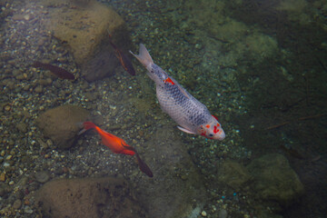 Colorful fish in a large ornamental pond