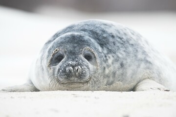 Young grey seal (Halichoerus grypus), Heligoland, Schleswig-Holstein, Germany, Europe © Erhard Nerger/imageBROKER