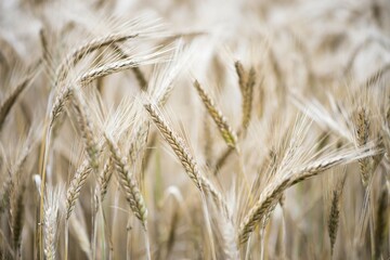 Triticale ears (Triticum aestivum x Secale cereale), cross between wheat and rye, Emsland, Lower Saxony, Germany, Europe