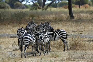 Group of zebras (Equus quagga), Tarangire National Park, Tanzania, Africa