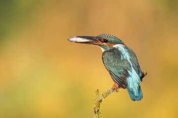 Female Eurasian kingfisher (Alcedo atthis) perched on branch, fish in beak, Hesse, Germany, Europe