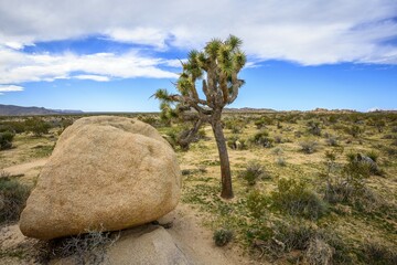 Joshua Tree (Yucca brevifolia), Desert Landscape, Arch Rock Nature Trail, White Tank Campground,...