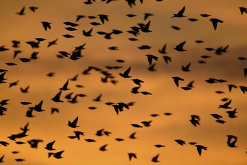 Starlings (Sturnus vulgaris), Linum, Brandenburg, Germany, Europe