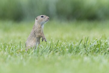 European ground squirrel (Spermophilus citellus) in a meadow, Lower Austria, Austria, Europe